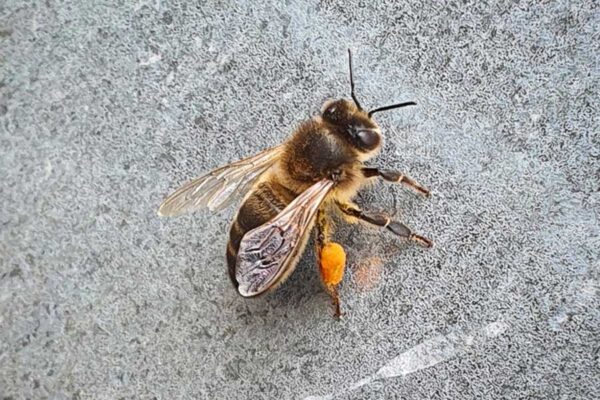 abeja y polen Los Izanes abeja y polen Los Izanes